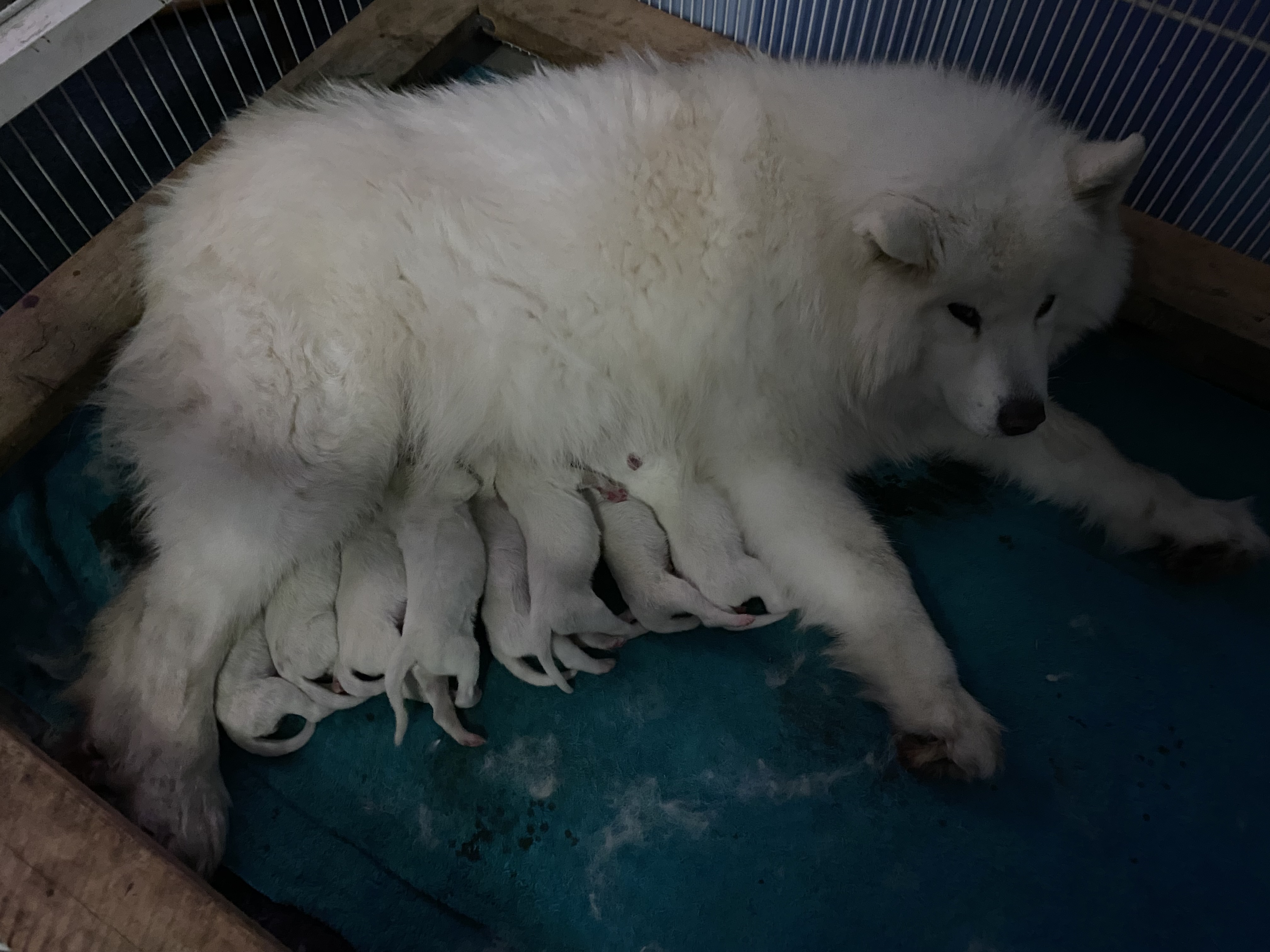Kingmik Samoyed Puppies February 2023 2